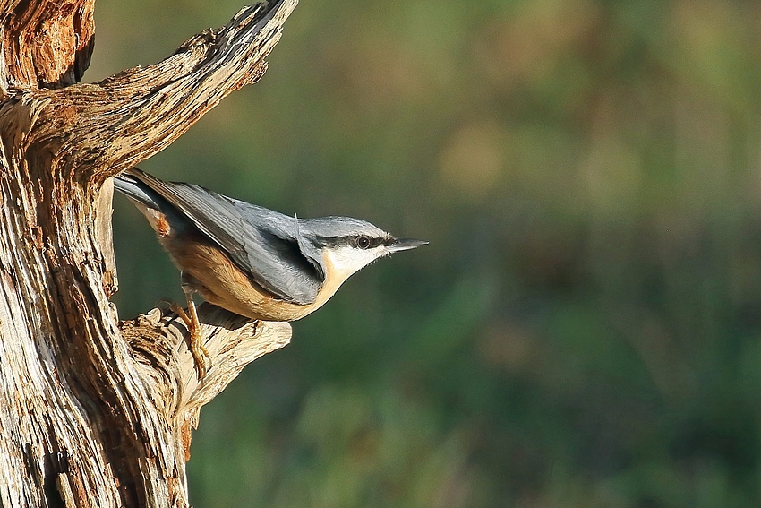 Kleiber (Sitta europaea), auch Spechtmeise genannt