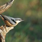 Kleiber (Sitta europaea), auch Spechtmeise genannt