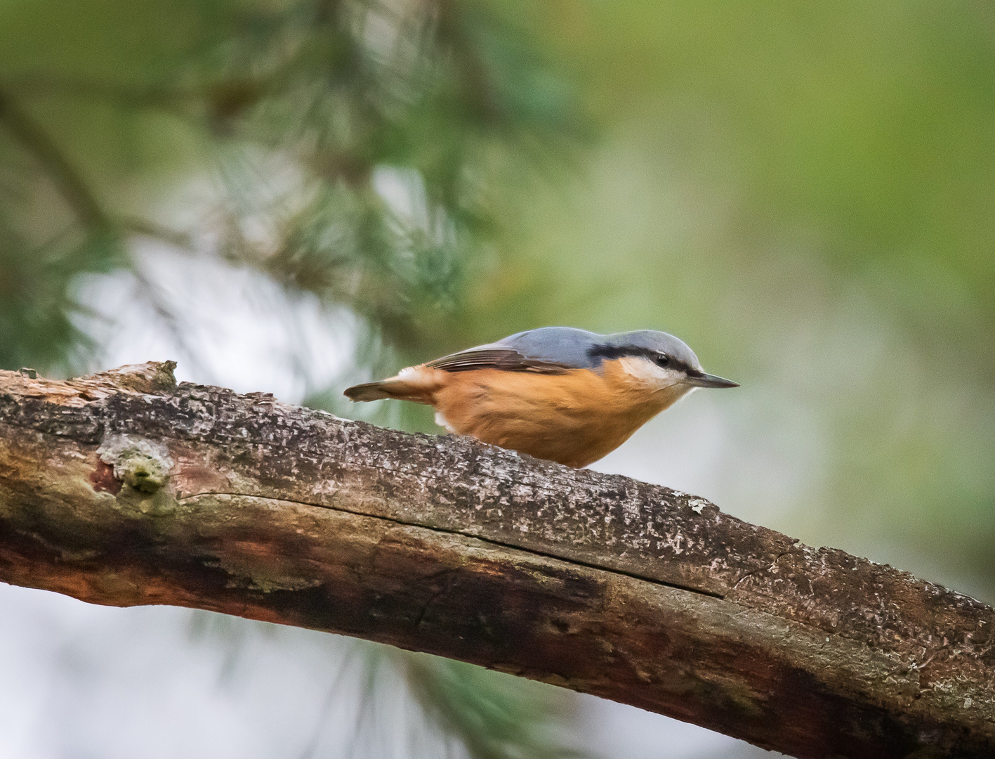 Kleiber (sitta europaea) auf einem abgestorbenem Ast