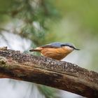 Kleiber (sitta europaea) auf einem abgestorbenem Ast