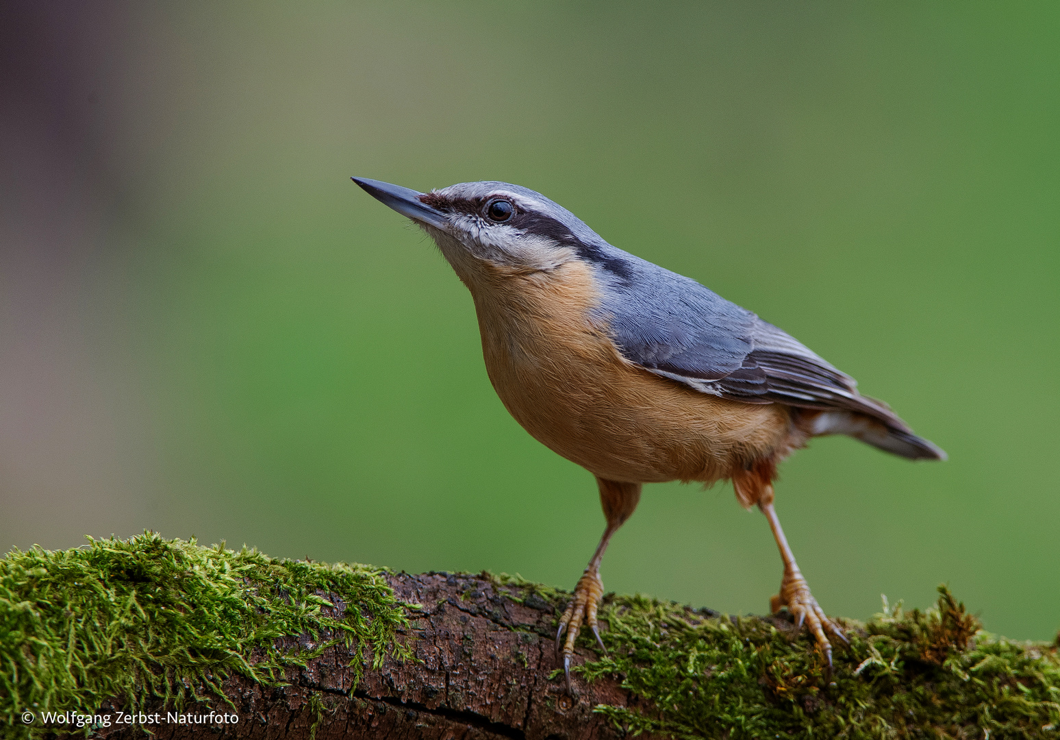   - Kleiber -   ( Sitta europaea )