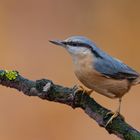 Kleiber (Sitta Europaea)