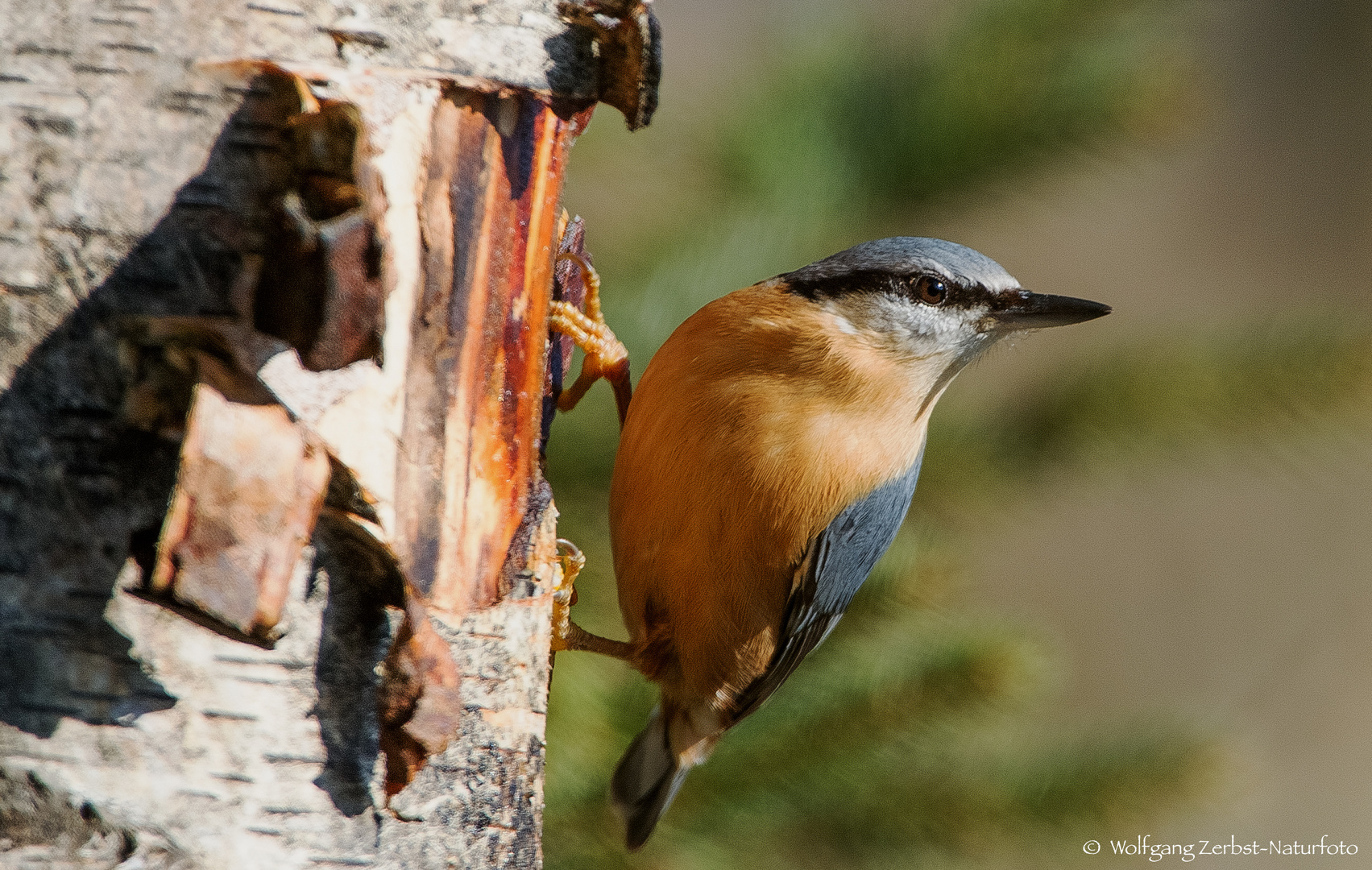  - KLEIBER  -  ( Sitta europaea )