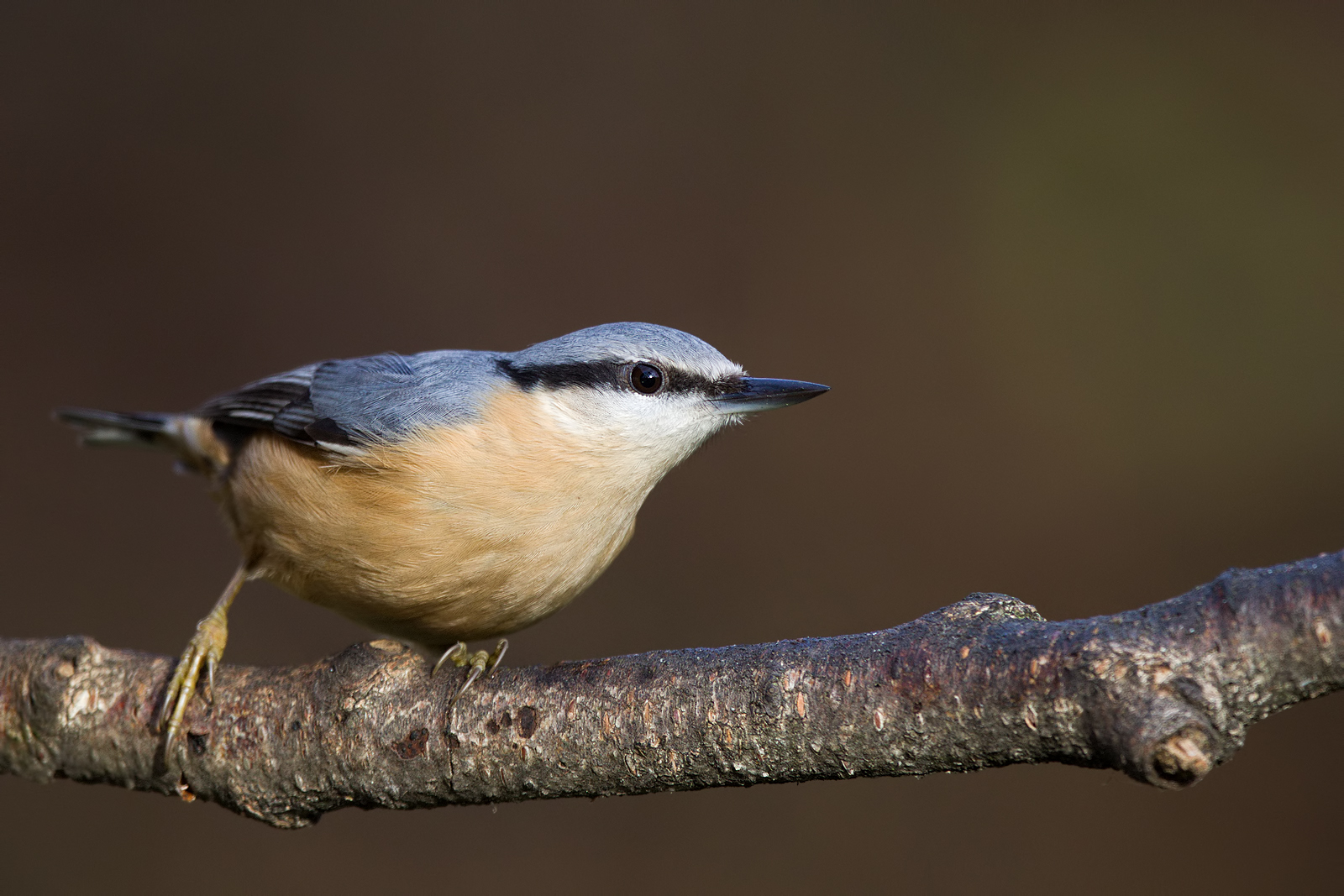 Kleiber (Sitta europaea)