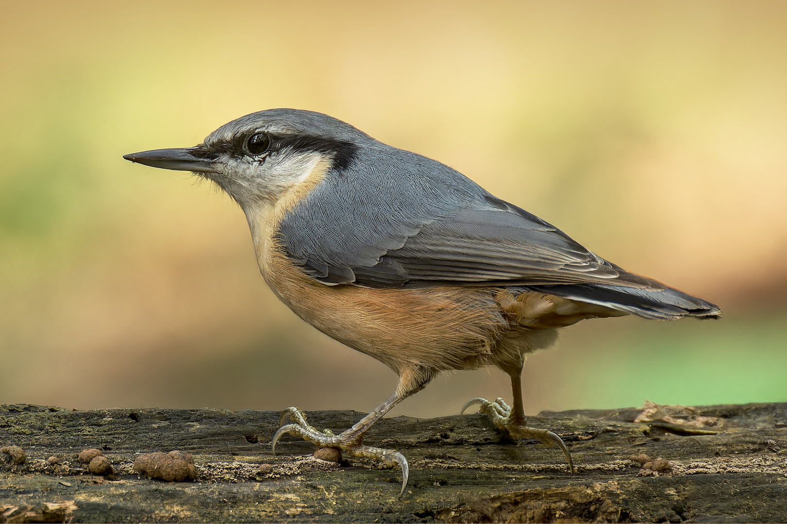 Kleiber (Sitta europaea) 