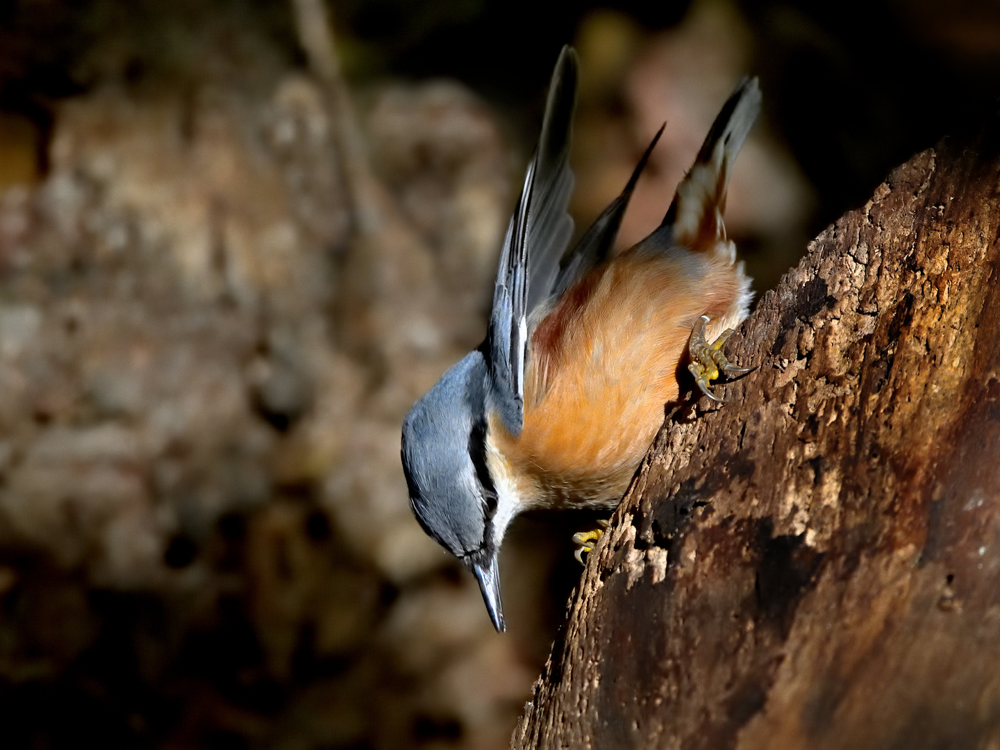 Kleiber (Sitta europaea)