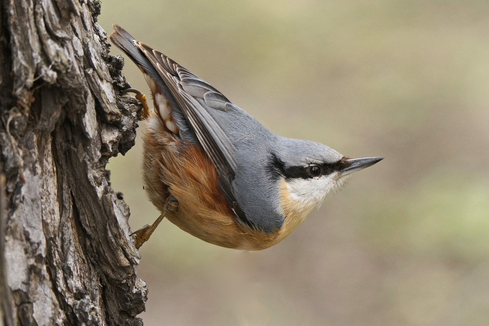 Kleiber (Sitta europaea)