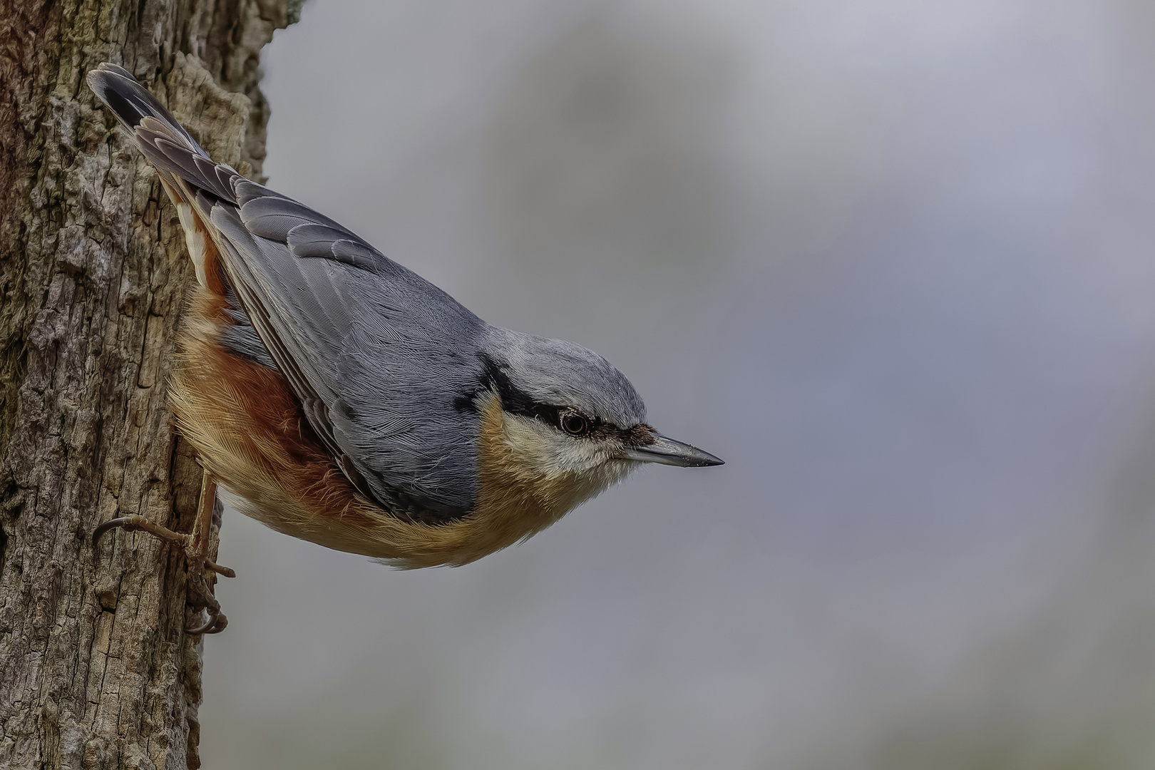 Kleiber (Sitta europaea)