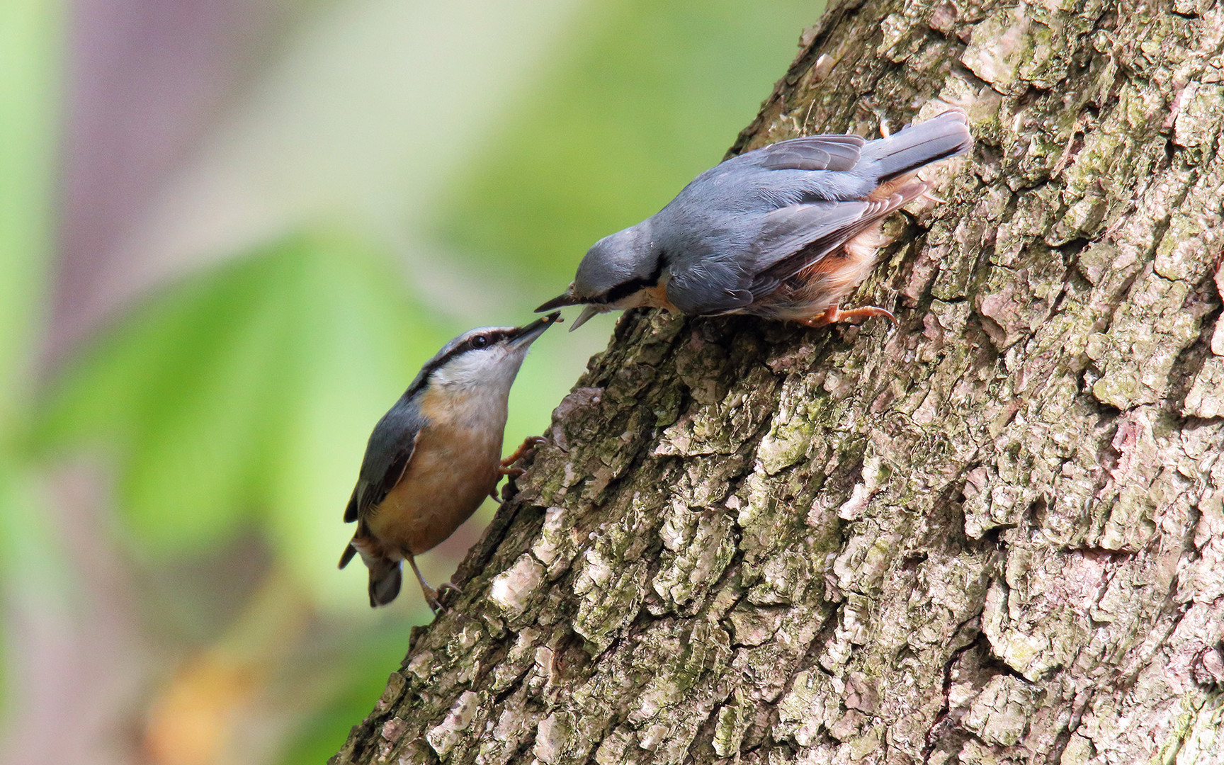 Kleiber (Sitta europaea)