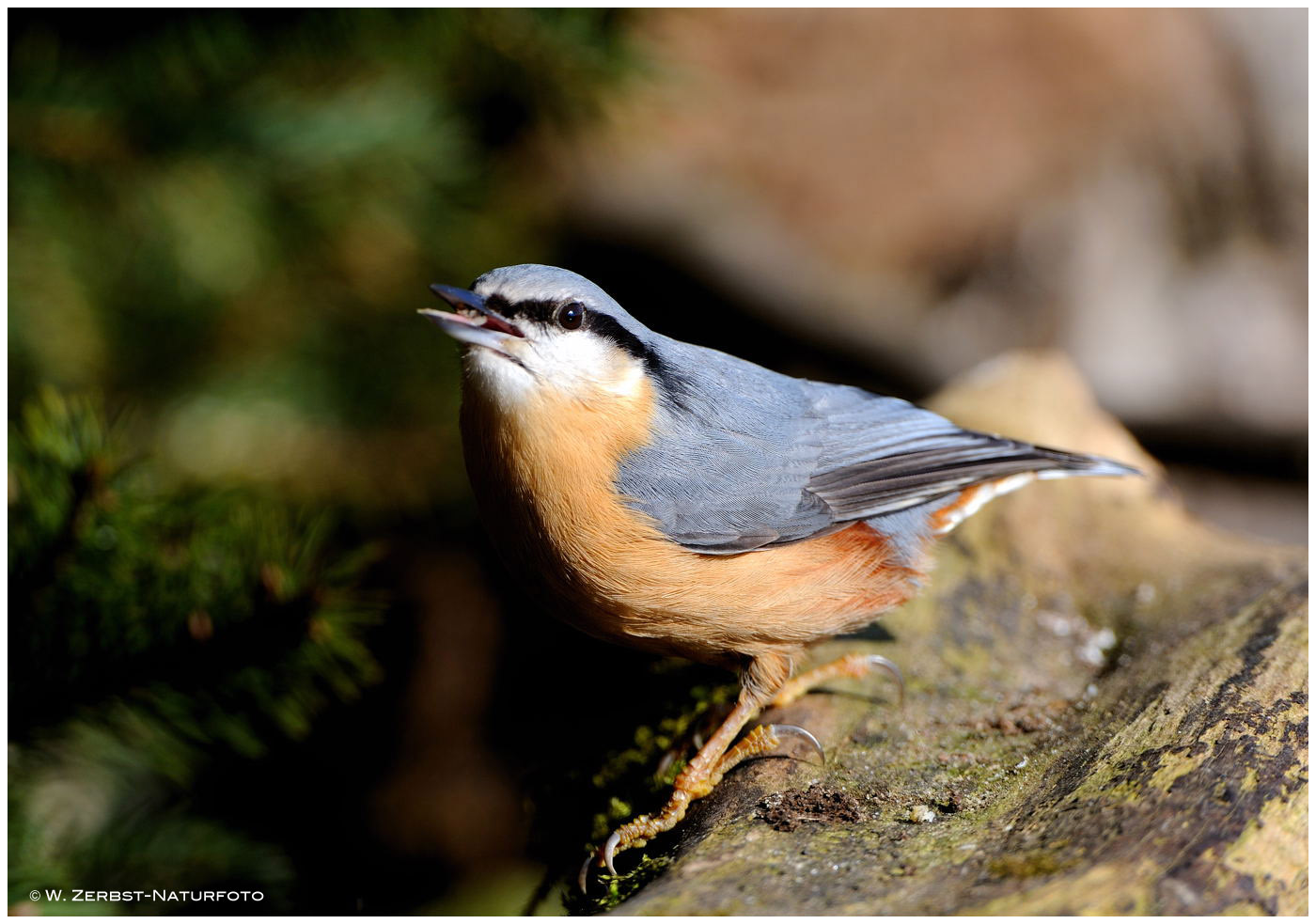 --- Kleiber --- ( Sitta europaea )