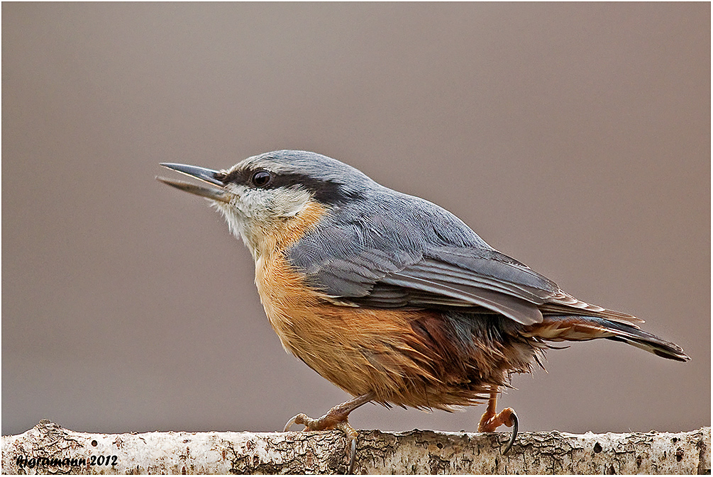 Kleiber (Sitta europaea).....