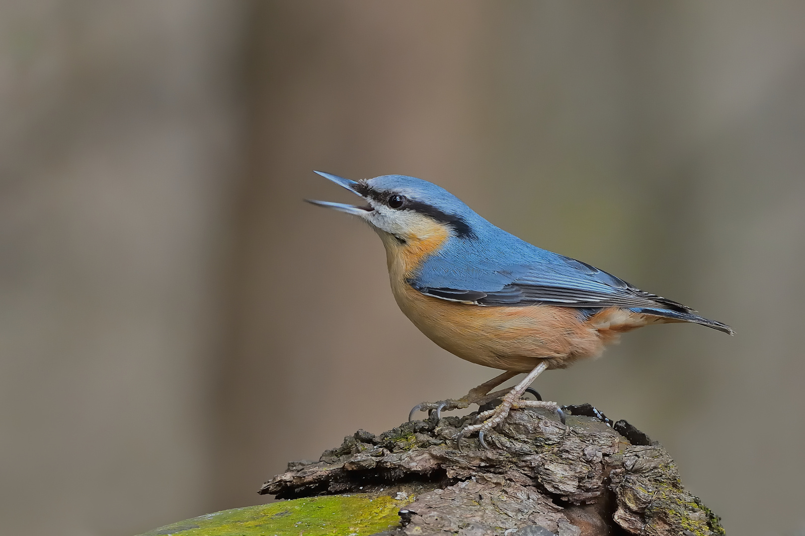 Kleiber - Sitta europaea