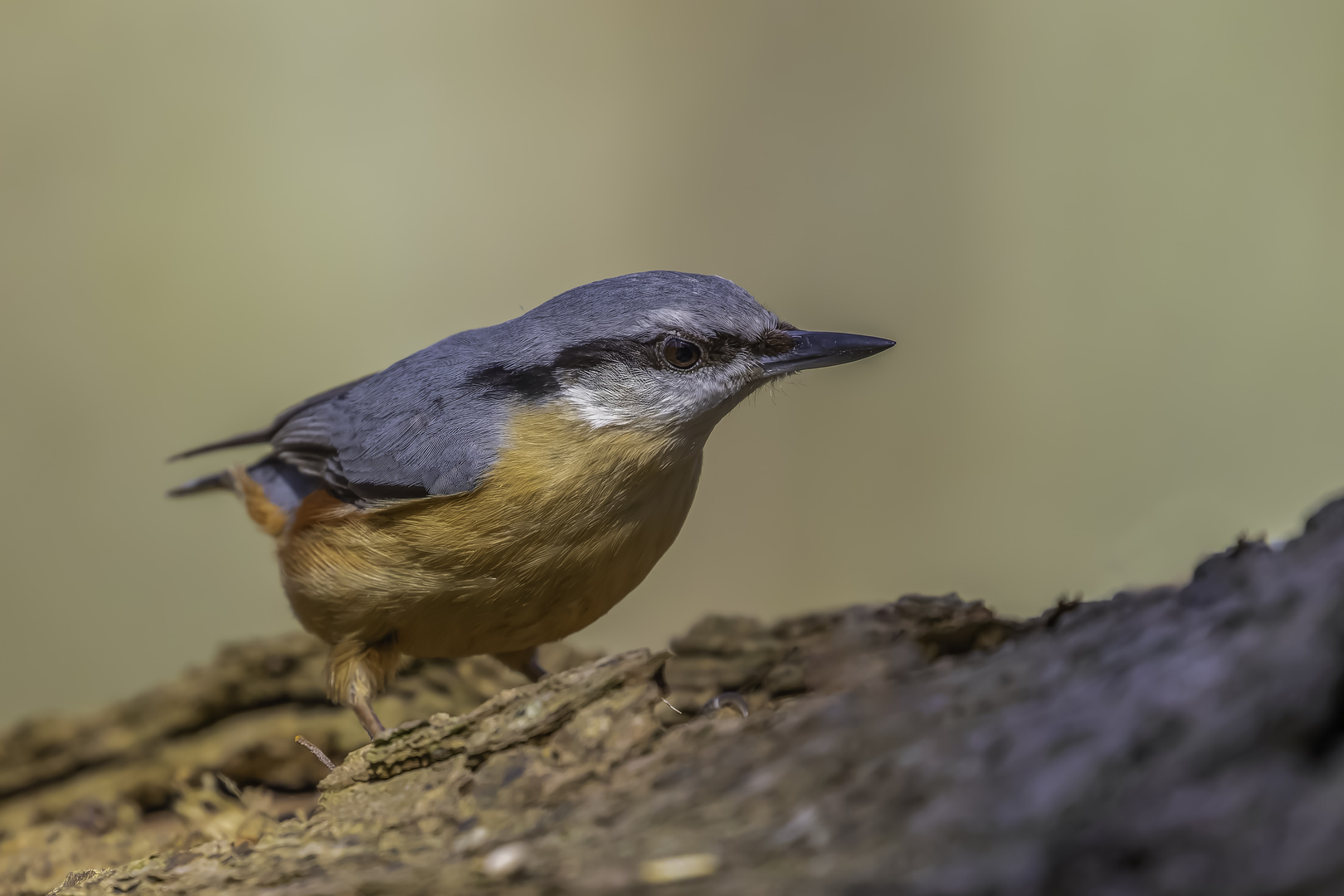 Kleiber (Sitta europaea)