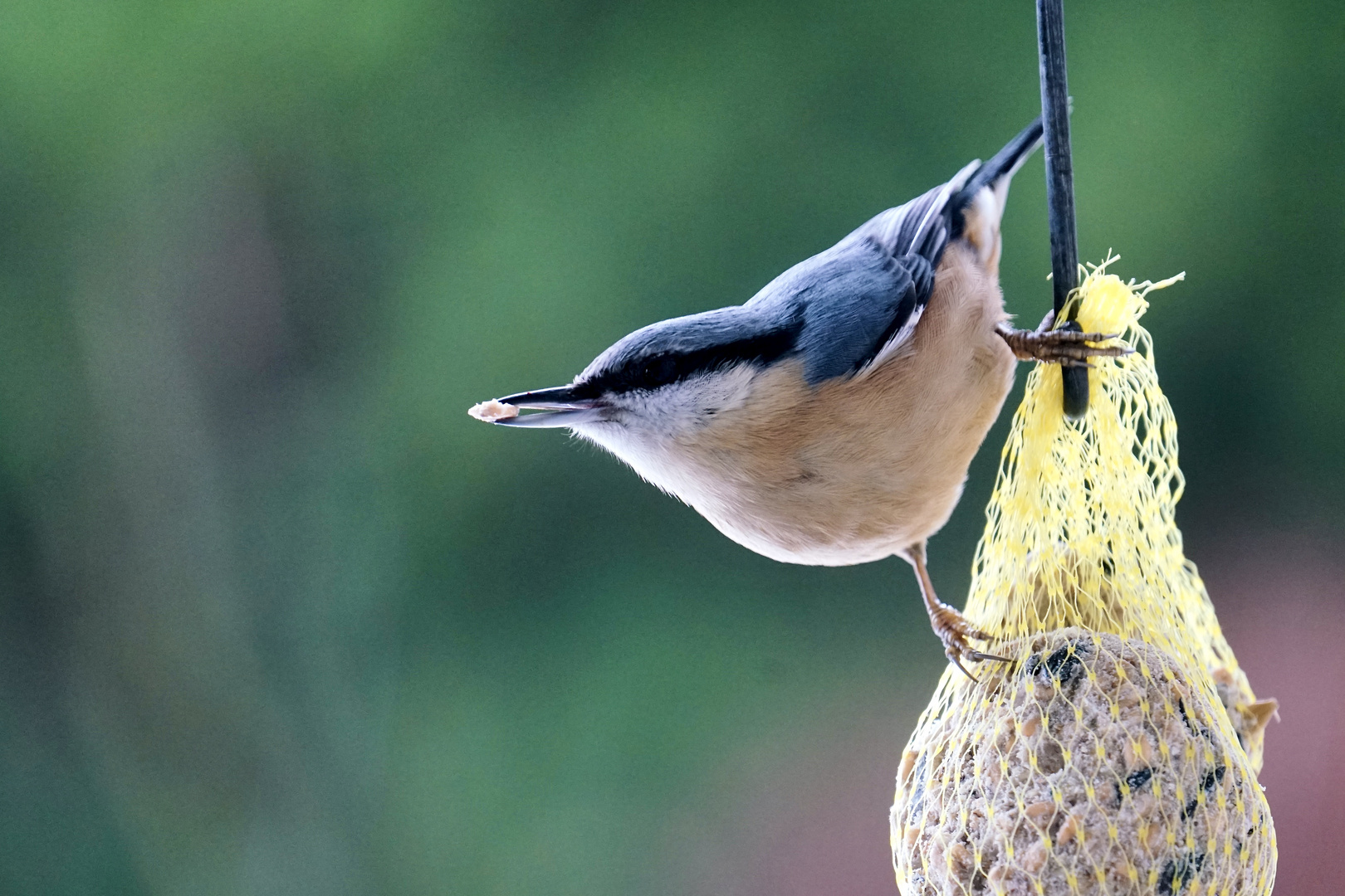 Kleiber (Sitta europaea)