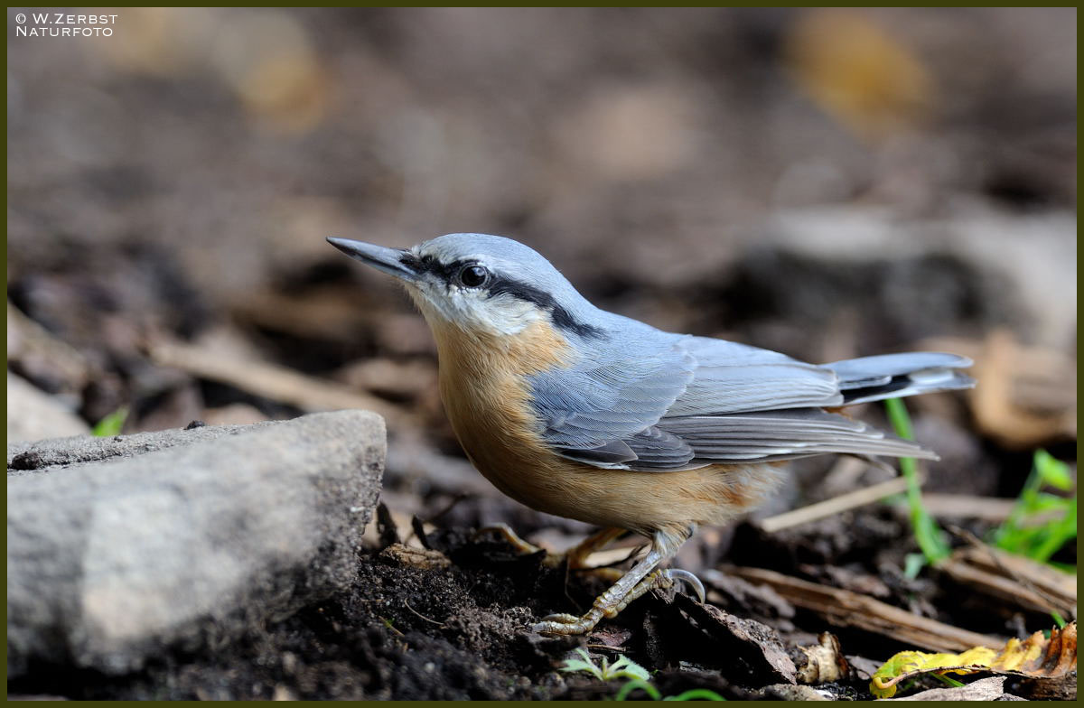 - Kleiber - ( Sitta europaea )