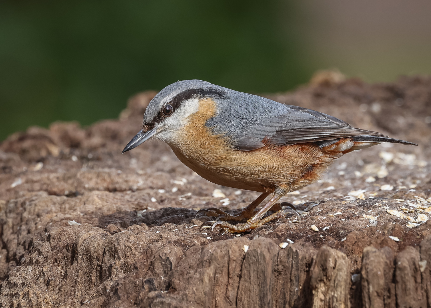 Kleiber (Sitta europaea)