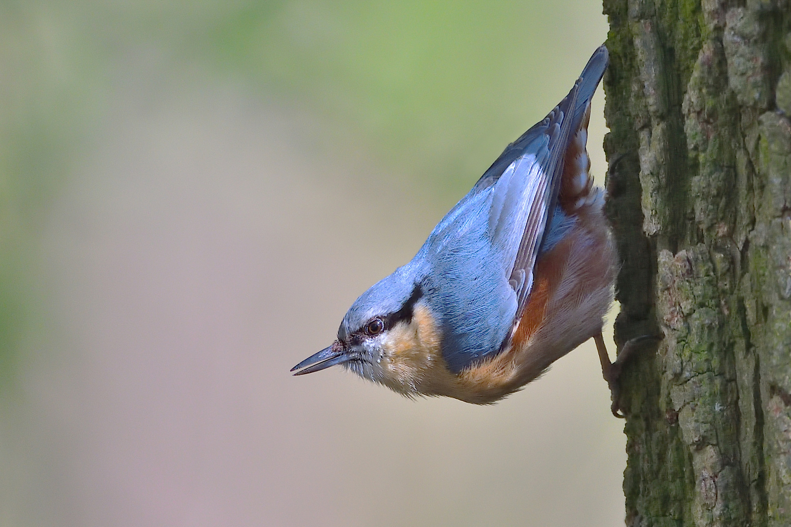 Kleiber (Sitta europaea)