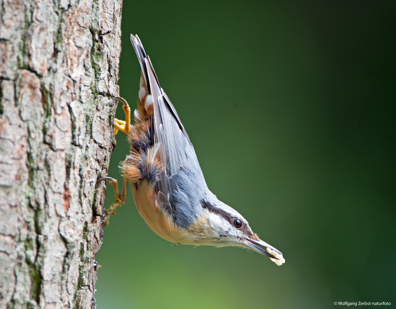 --- Kleiber ---        ( Sitta europaea )