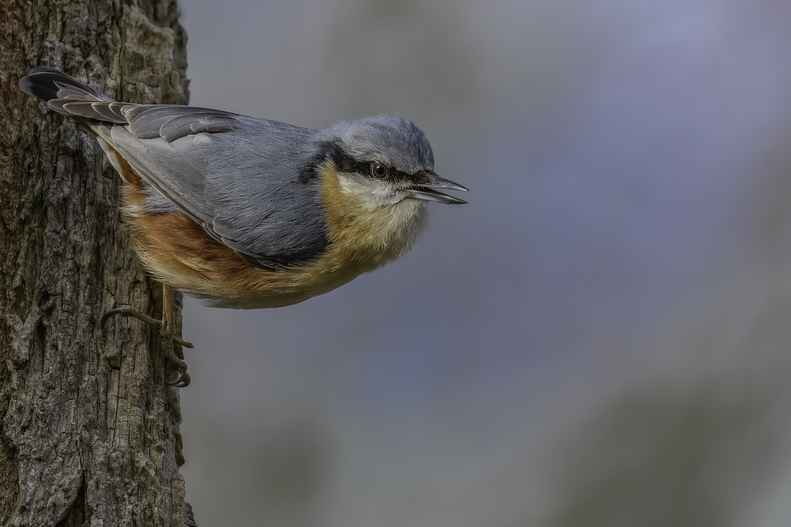 Kleiber (Sitta europaea)