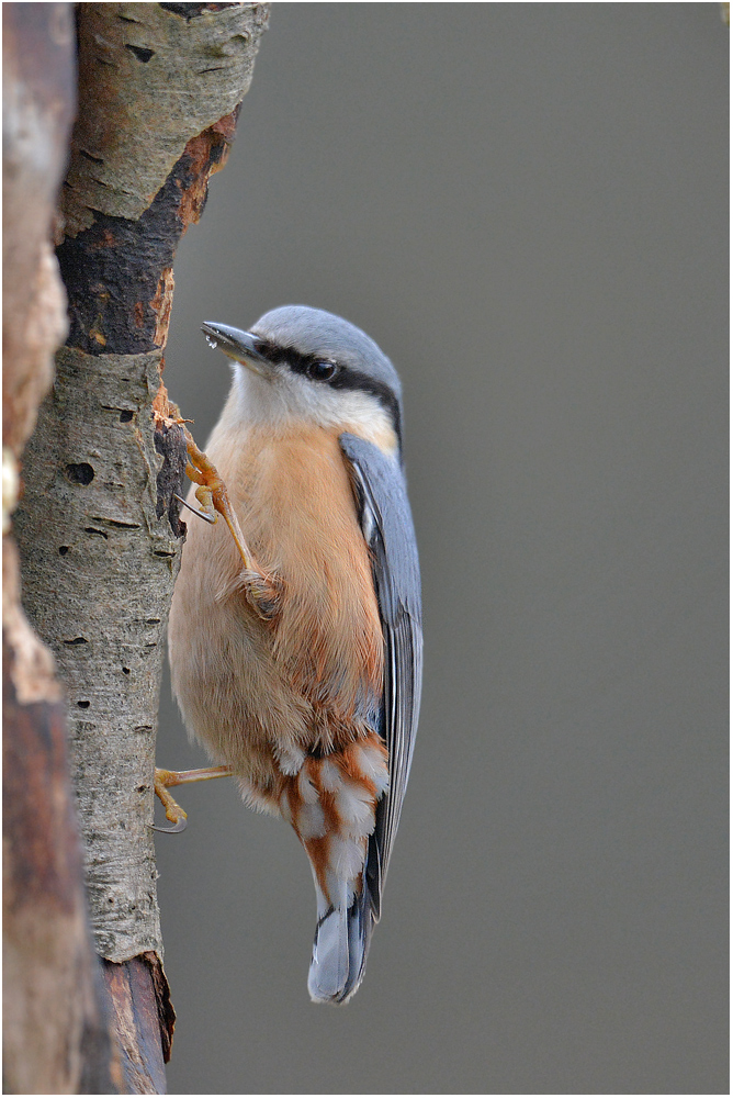 Kleiber - Sitta europaea