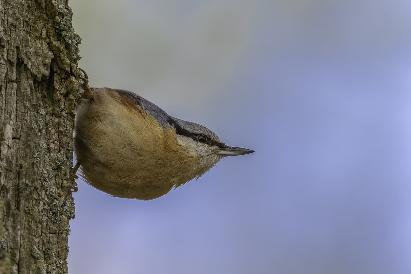 Kleiber (Sitta europaea)