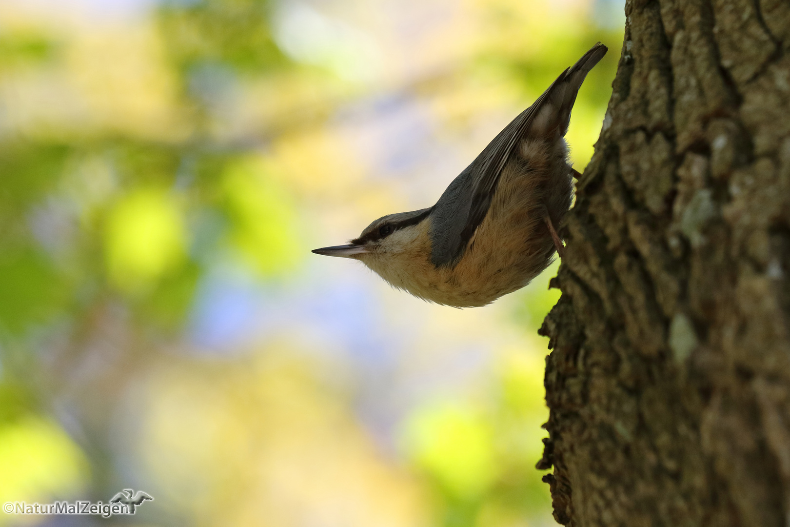 Kleiber (Sitta europaea)