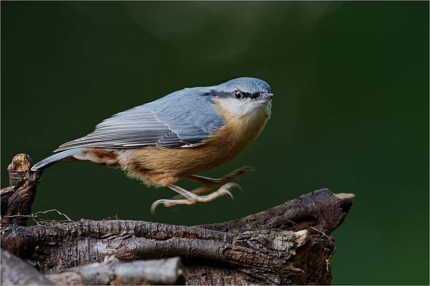 Kleiber (Sitta europaea)