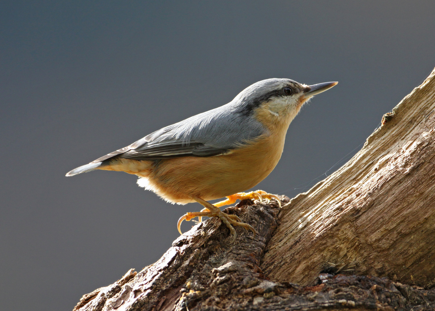 Kleiber (Sitta europaea)