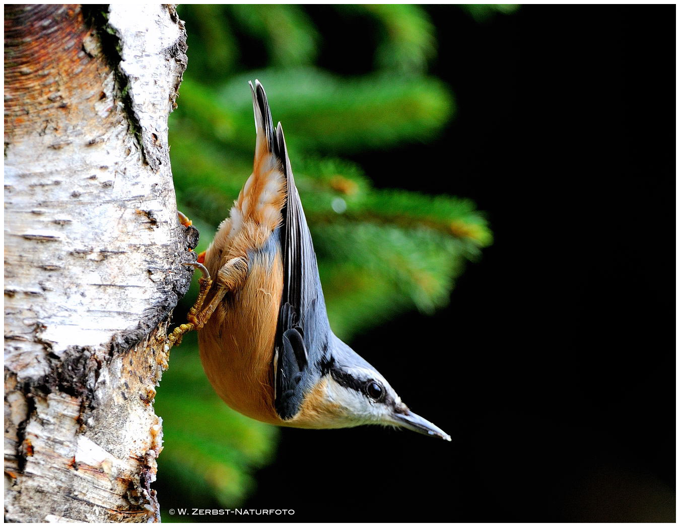 --- Kleiber --- ( Sitta europaea )