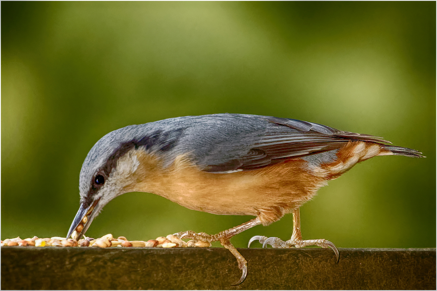 Kleiber (Sitta europaea)