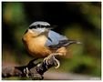 - Kleiber - ( Sitta europaea ) von Wolfgang Zerbst - Naturfoto