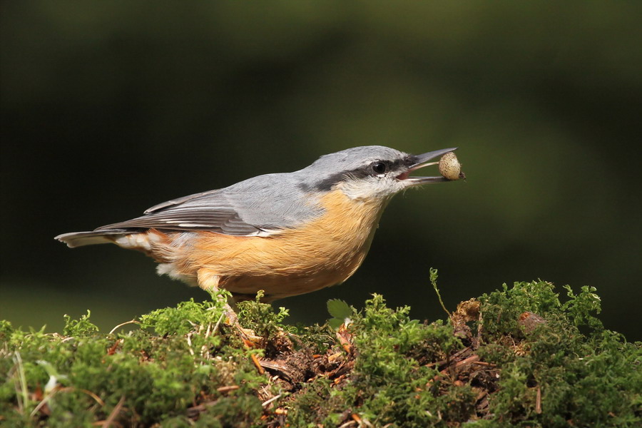 Kleiber ( Sitta europaea )...