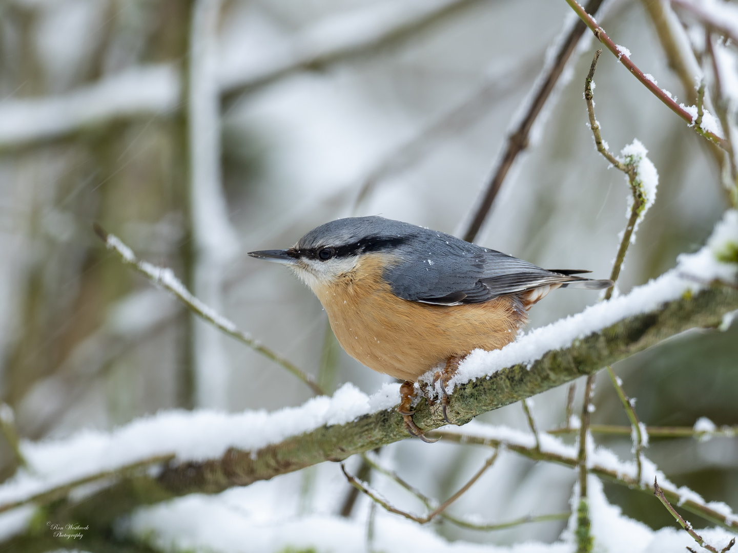 Kleiber (Sitta europaea)