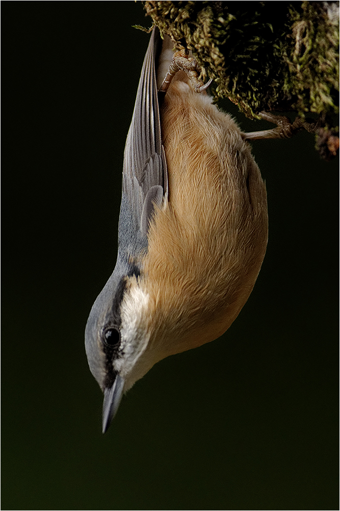 Kleiber (Sitta europaea)