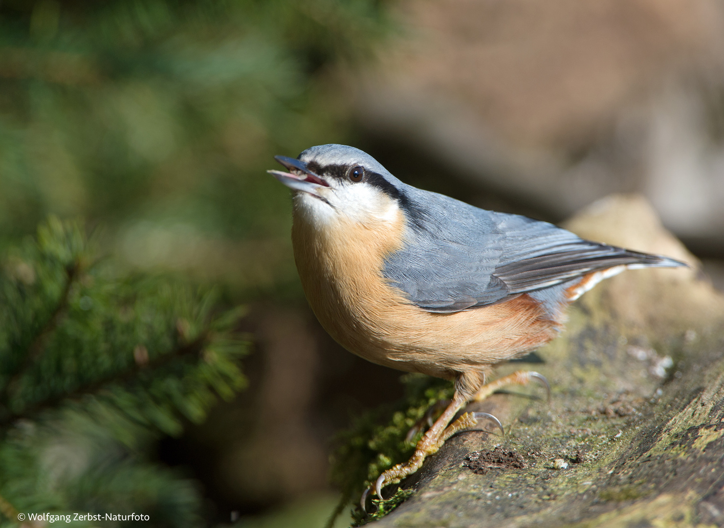 --- Kleiber  ---   ( Sitta europaea )