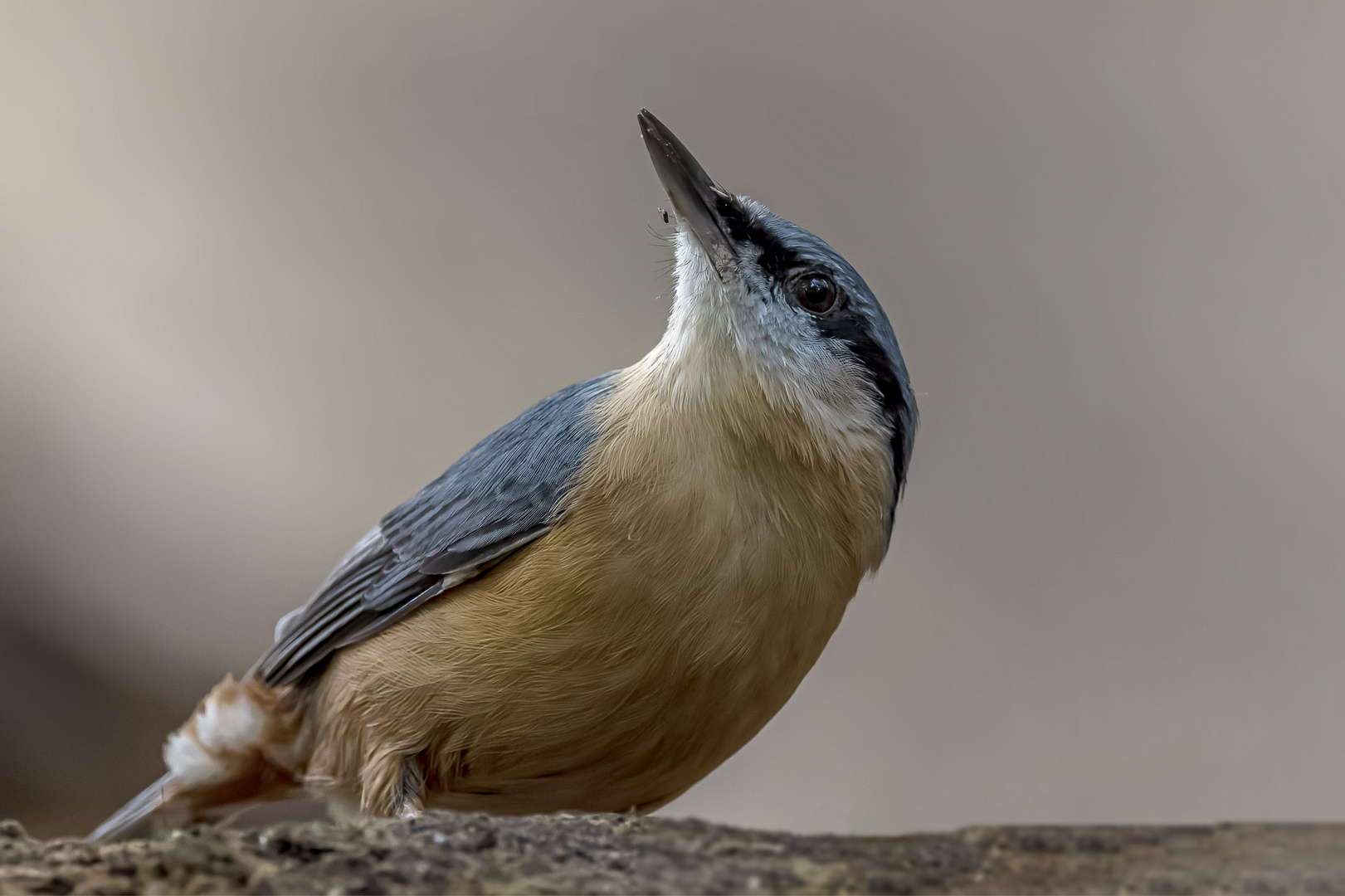 Kleiber (Sitta europaea)