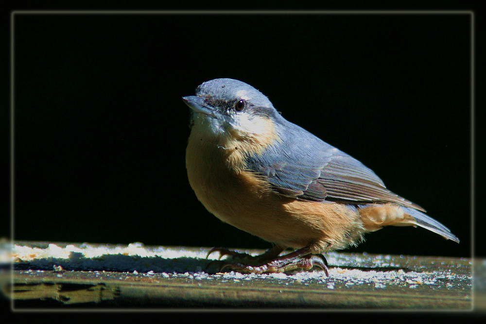 Kleiber (Sitta europaea)