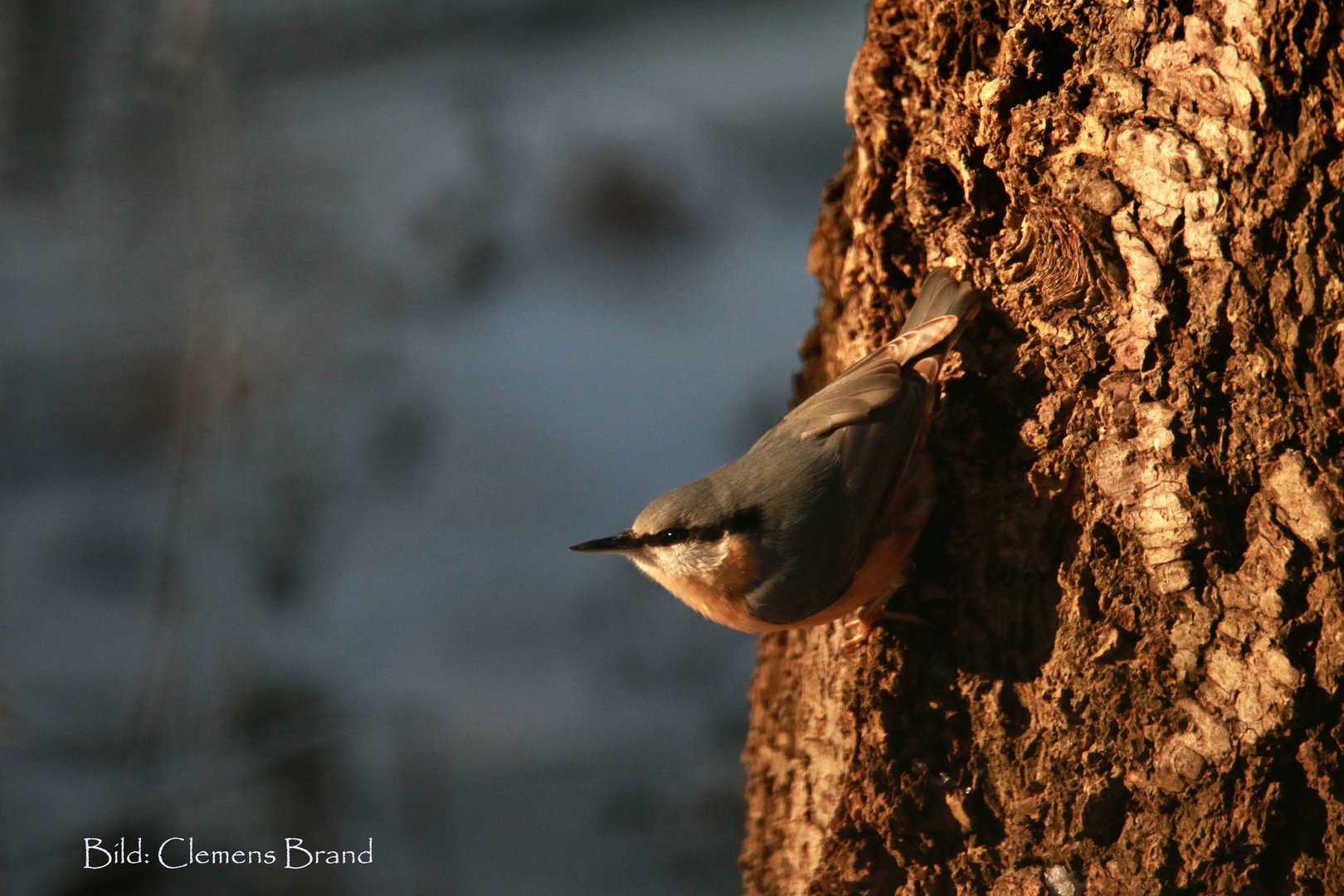 Kleiber (Sitta europaea), gut getarnt