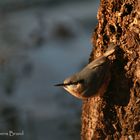 Kleiber (Sitta europaea), gut getarnt