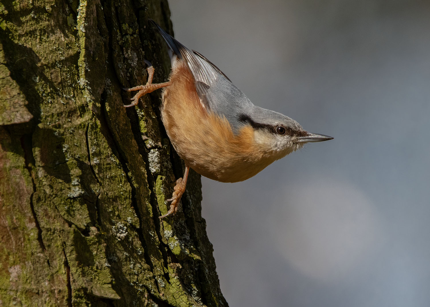 Kleiber (Sitta europaea), oder auch Spechtmeise