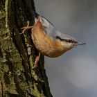 Kleiber (Sitta europaea), oder auch Spechtmeise