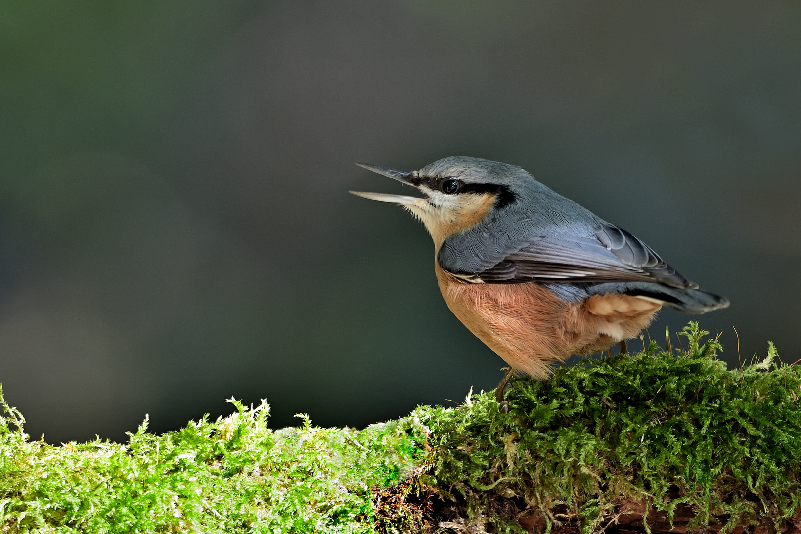 Kleiber (Sitta europaea) oder Spechtmeise