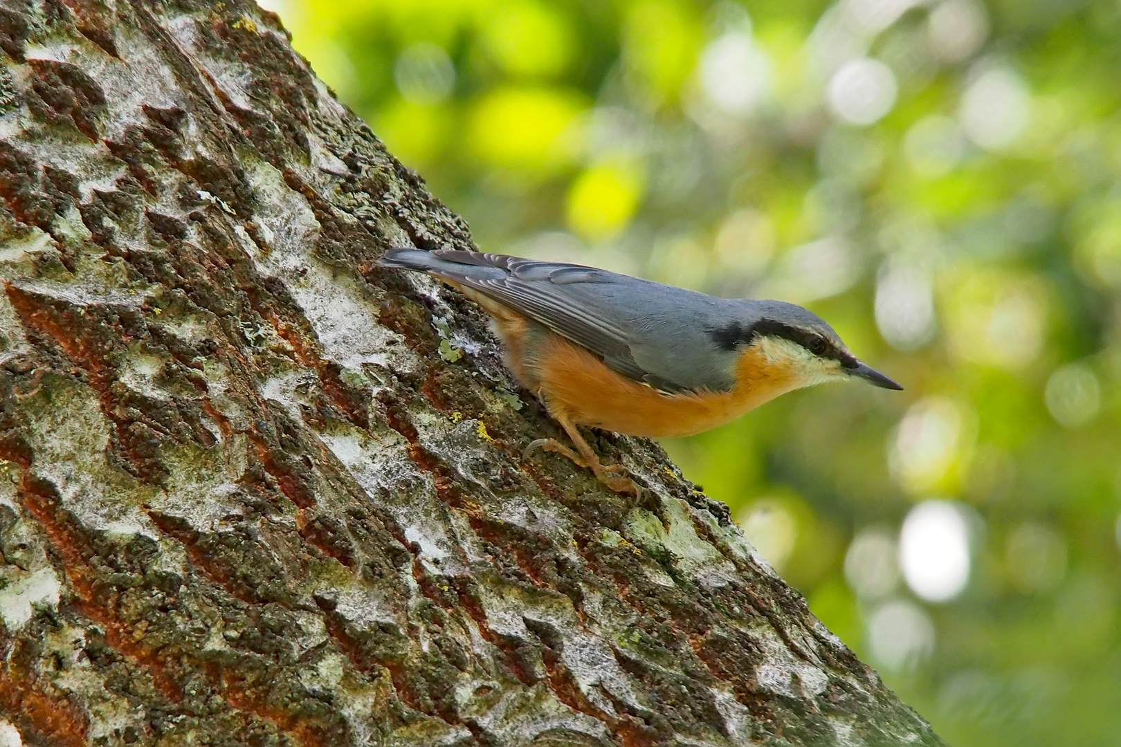 Kleiber (Sitta europaea) - Une sittelle torchepot.