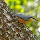 Kleiber (Sitta europaea) - Une sittelle torchepot.