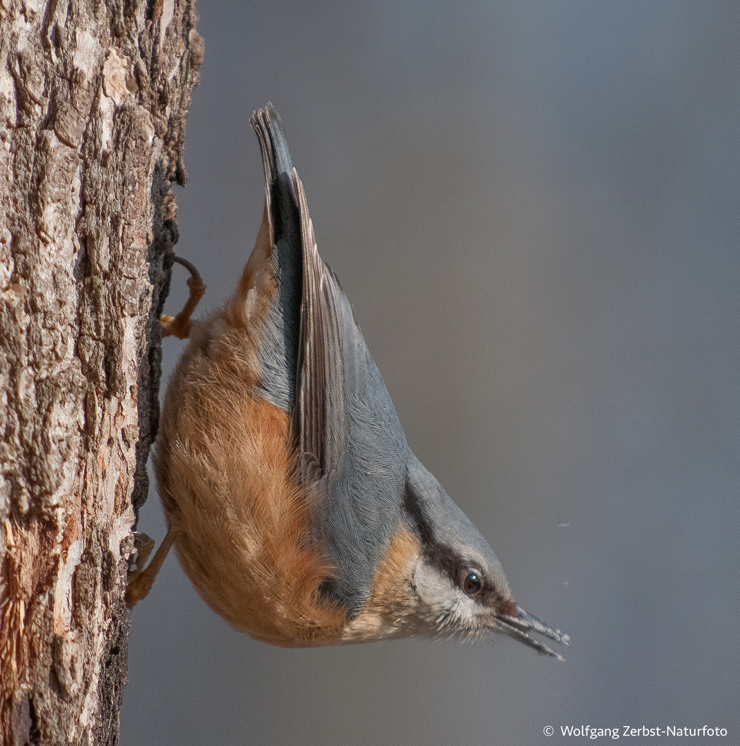 --- Kleiber ---   ( Sitta eutopaea )