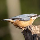 Kleiber, Spechtmeise (Sitta europaea)