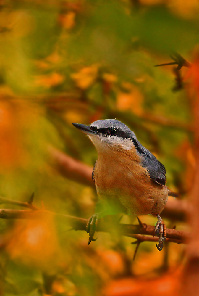 "Kleiber und die Farben des Herbstes"