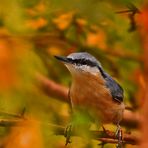 "Kleiber und die Farben des Herbstes"