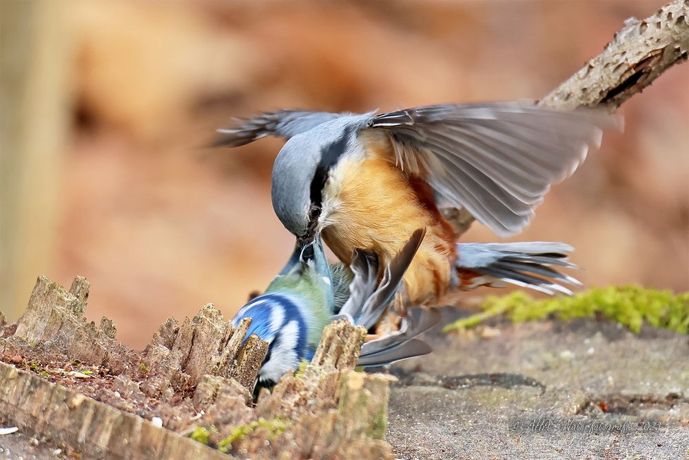 Kleiber verprügelt Blaumeise