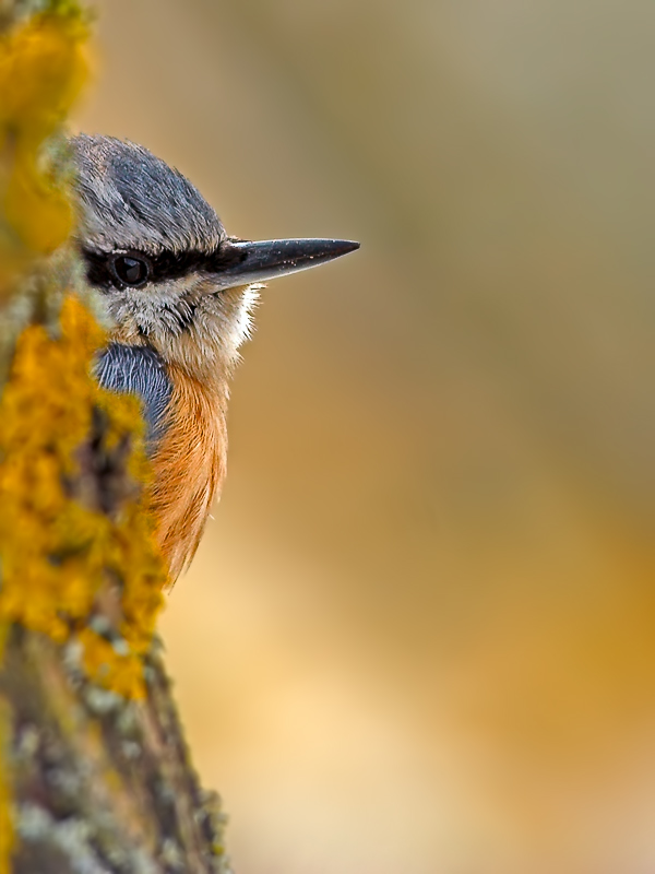 Kleiber , versteckt